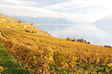 Naklejka premium Vineyards in Lavaux region, Switzerland