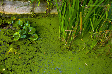 france,yvelines,vallée de chevreuse : jardin chinois Yili, bass