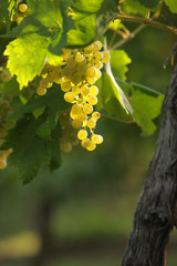 grapes at sunset