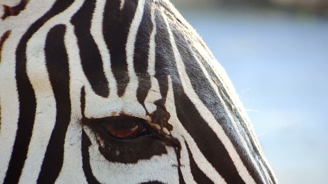 zebra eye close-up