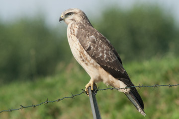 Buzzard sitting