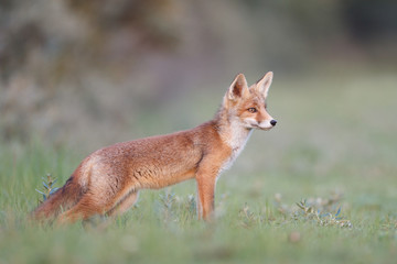 young red fox