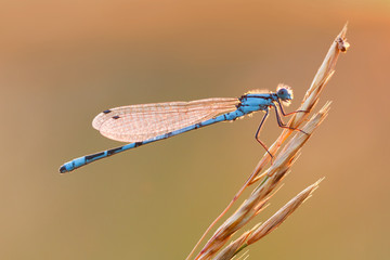 damselfly