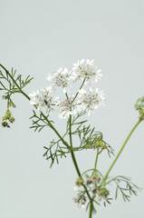 Korianderbluete, Coriandrum sativum