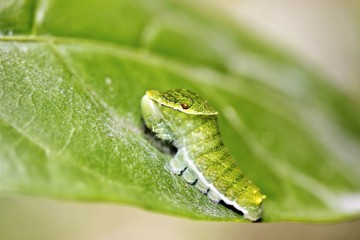 butterfly larva