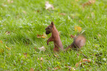 squirrel with a big nut