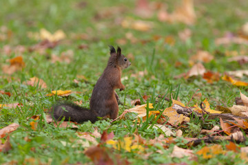 autumn landscape with a squirrel