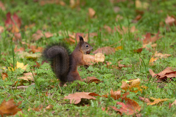 Naklejka na ściany i meble autumn squirrel