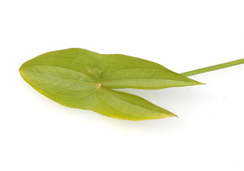 Obraz premium Pfeilkraut, Sagittaria sagittifolia