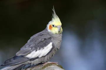 Grauer Nymphensittich