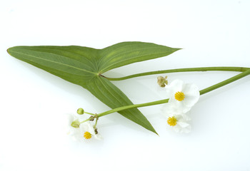 Pfeilkraut, Sagittaria sagittifolia