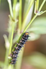 butterfly larva