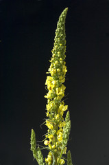 Schwarze Koenigskerze, Verbascum nigrum