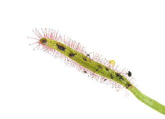 Sonnentau, Drosera anglica, syn, Drosera longifolia