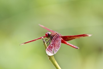 red dragonfly