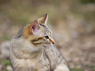 Obraz premium Profile of cat