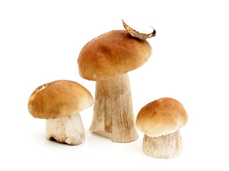 three Boletus Edulis mushroom isolated on white background