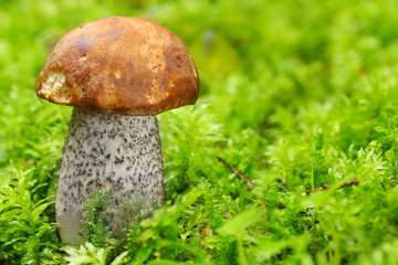 The Birch bolete (Leccinum scabrum).