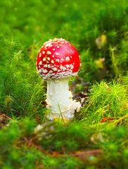The Fly Agaric or Fly Amanita (Amanita muscaria).