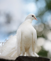 White dove