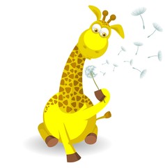 Жираф с одуванчиком,изолированныйна белом фоне