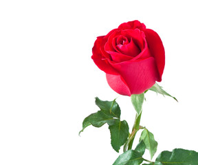 Fototapeta premium beautiful red rose isolated on white background