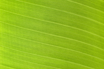 Texture of a green leaf as background.