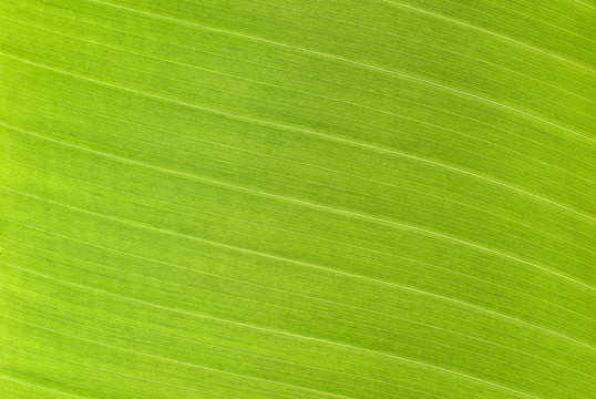 Texture of a green leaf as background.