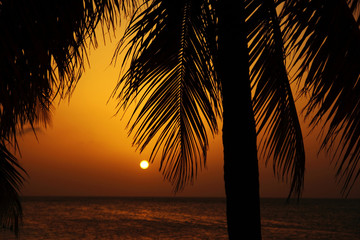 Naklejka na ściany i meble Zachód słońca za palmami