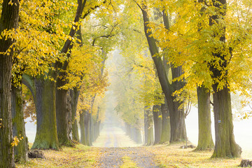 Obrazy na Plexi  jesienna aleja