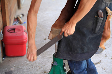 preparing a horse hoof