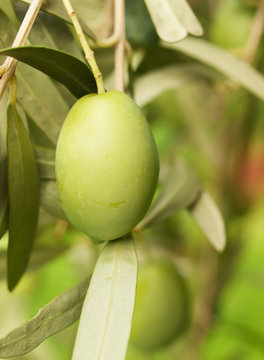Olive fruit tree