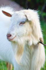 portrait of goat