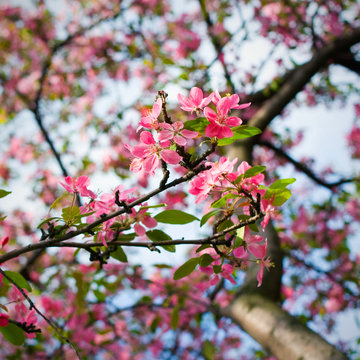 pink blossom of apple trees in springtime