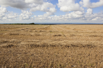Obraz premium high stubble field