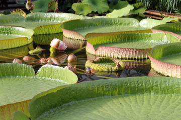 Victoria Regia