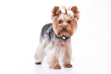 Yorkshire terrier looking at the camera on white background