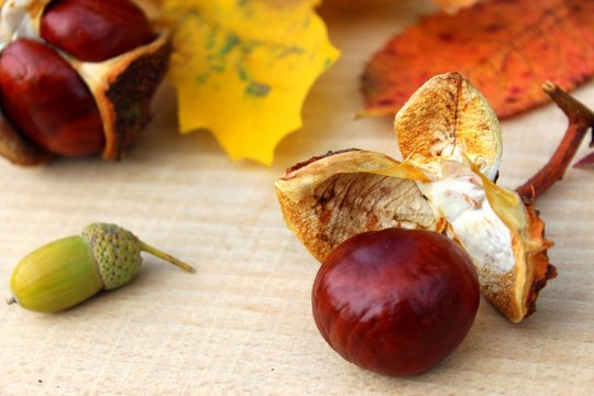 kastanien mit herbstbl&auml;tter