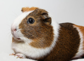 Guinea pig