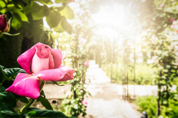 Pink rose in foreground and garden in background.
