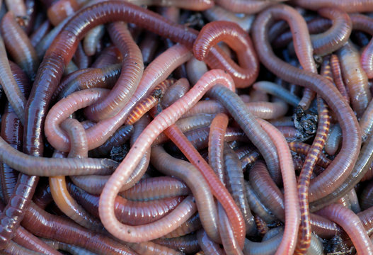 Huge amount of earthworms close to fishing