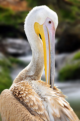 Flamingo in the wild