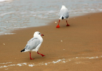 Mouettes sur la plage