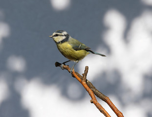 Portrait of a Blue Tit