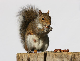 Portrait of a Grey Squirrel eating hazelnuts on a log