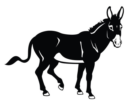 standing donkey black and white image