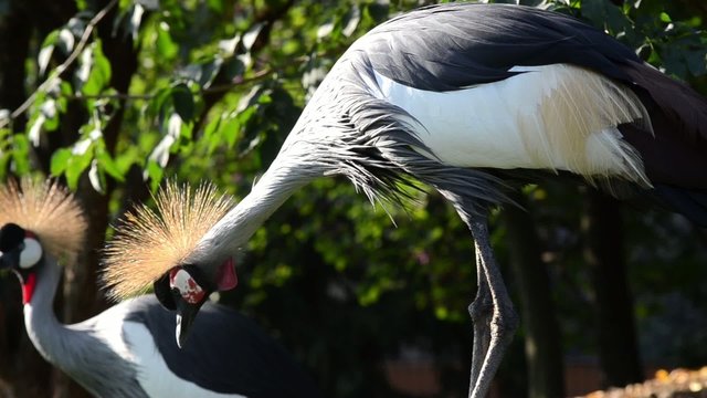 grey crowned crane