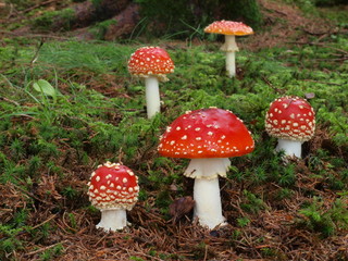 Fliegenpilz Quintett