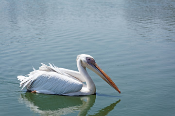 white Pelican