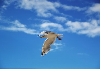 Möwe